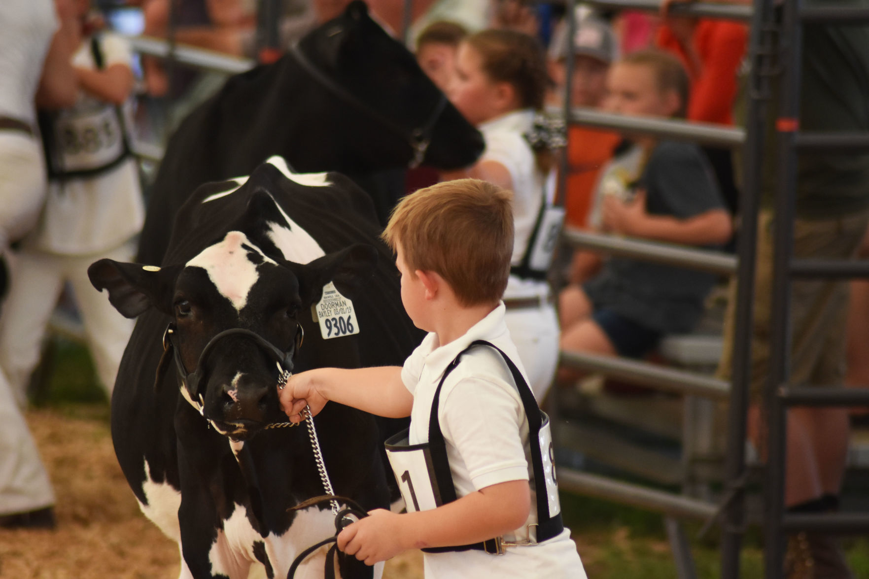 Animals at the Washington County Fair